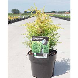 Juniperus communis Gold Cone