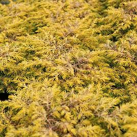 Juniperus conferta Allgold