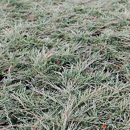 Juniperus horizontalis Pancake