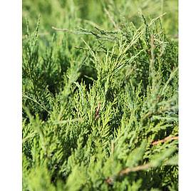 Juniperus x pfitzeriana King of Spring