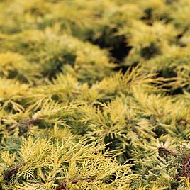 Juniperus x pfitzeriana Mint Julep