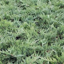 Juniperus sabina Tamariscifolia