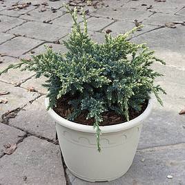 Juniperus squamata Holger