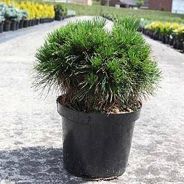 Pinus mugo Varella