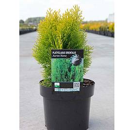 Platycladus orientalis Aurea Nana