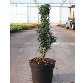 Taxus baccata Fastigiata Robusta