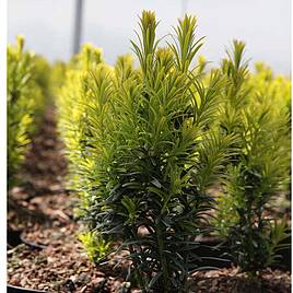 Taxus baccata Kupfergold