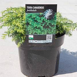 Tsuga canadensis Jeddeloh