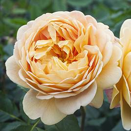 Rose Scented Double Gold