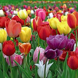 Tulip Majestic Mix