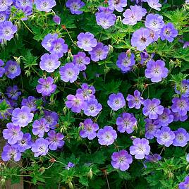 Geranium Rozanne