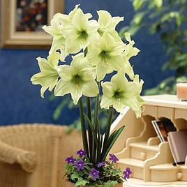 Amaryllis Lemon Star