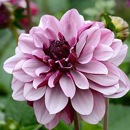 Dahlia Creme de Cassis