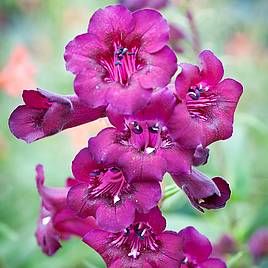 Penstemon Blackberry