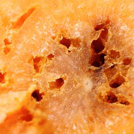 Carrot Root Fly Killer 50 Million