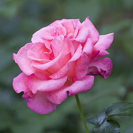 Rose Breeders Choice Pink (Hybrid Tea Rose)