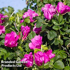 Rose rugosa Rubra (Species Shrub Rose)