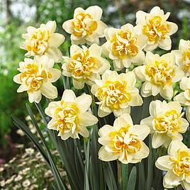 Daffodil Peach Cobbler