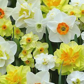 Narcissus Value Mixed