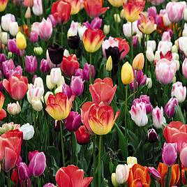 Tulip Triumph Mixed