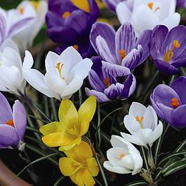 Crocus Value Mix