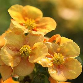 Potentilla fruticosa Medicine Wheel Mountain