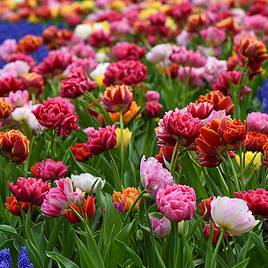 Tulip Murillo Mixed