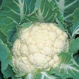 Cauliflower (Organic) Seeds - F1 Medallion