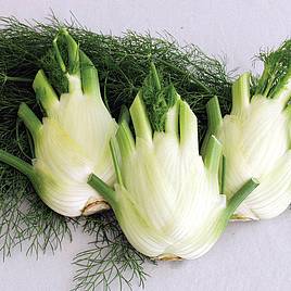 Fennel Florence Finale - Organic Seeds