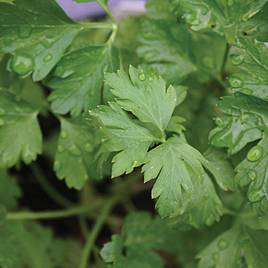 Parsley Italian Giant - Organic Seeds