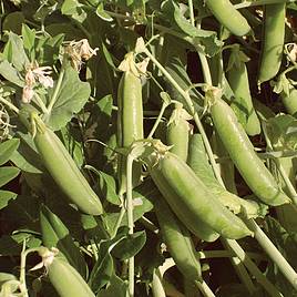 Pea Ambassador - Organic Seeds