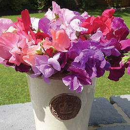 Sweet Pea Spencer Mix - Organic Seeds