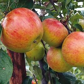 Apple Pixie (Organic)