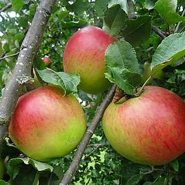 Apple Annie Elizabeth (Organic)