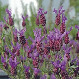 Lavender Stoechas Antibes