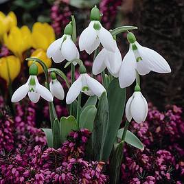 Snowdrop (Giant)