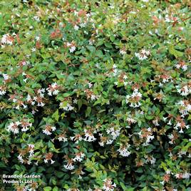Abelia x grandiflora