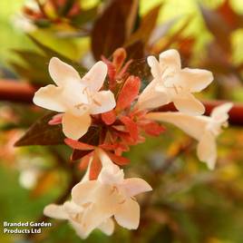 Abelia x grandiflora Caramel Charm