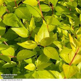 Abelia x grandiflora Gold Jewel