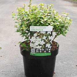 Abelia zanderi Little Richard