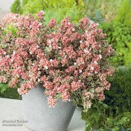 Abelia x grandiflora Magic Daydream