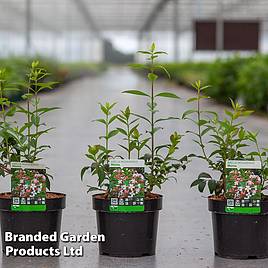 Abelia mosanensis Monia