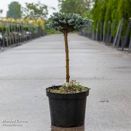 Abies koreana Kohouts Icebreaker