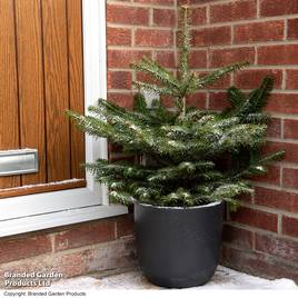 Abies Nordmanniana
