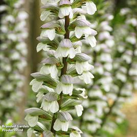 Acanthus mollis Hollards Gold
