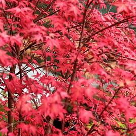 Acer palmatum Beni-Malko