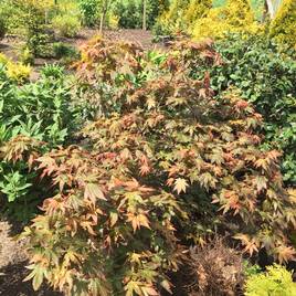 Acer palmatum Brown Sugar