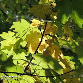 Field Maple (Mature Tree)