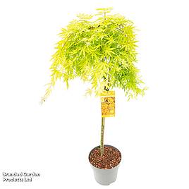 Acer palmatum Cascade Citrine