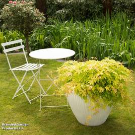 Acer palmatum Cascade Gold
